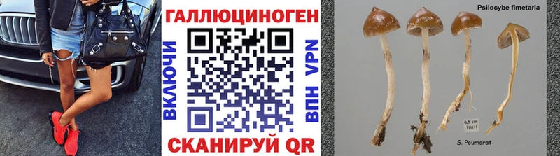 Купить закладки Котово Псилоцибиновые грибы GOLDEN TEACHER